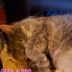 Meet your Posher, Samantha